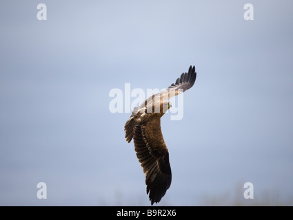 Aigle (Aquila rapax) Indien Centre International pour les oiseaux de proie Gloustershire Newent Banque D'Images