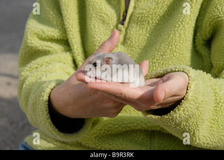 Woman holding pet hamster nain russe Banque D'Images