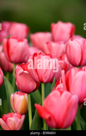 Champ de tulipes roses Banque D'Images
