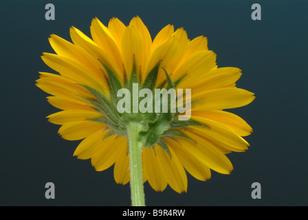 Blossom de la plante médicinale Calendula Calendula officinalis Ringelblume Banque D'Images