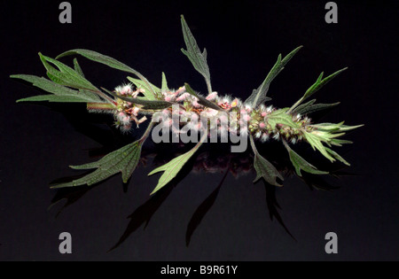 La société Löwenschwanz Herzgespann plantes médicinales communes Agripaume Leonurus cardiaca Agripaume Banque D'Images