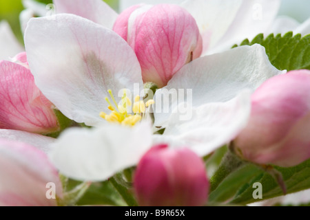 Close up of Apple Blossom sur un arbre fruits Orange Pippin Coxs dans Glossop Derbyshire Banque D'Images