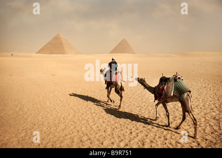 Un homme et deux chameaux approcher les pyramides de Gizeh. Banque D'Images