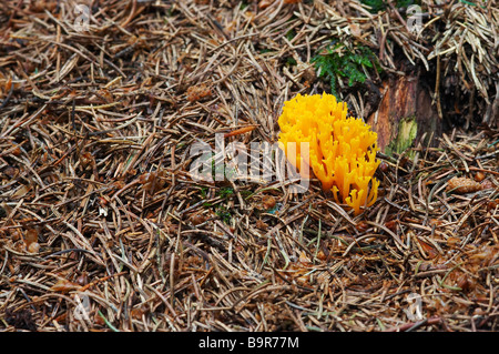 Club - champignon Champignon de corail jaune Banque D'Images