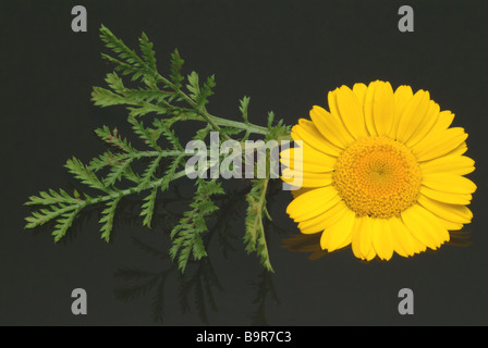 Blossom de la plante médicinale Färberkamille camomille jaune golden marguerite couleurs Anthemis tinctoria Banque D'Images