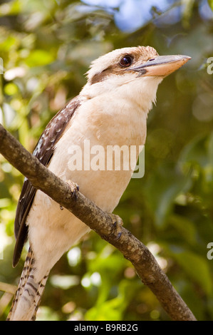 Laughing Kookaburra Dacelo novaeguineae) (perché dans un arbre à Airlie Beach, Queensland, Australie Banque D'Images