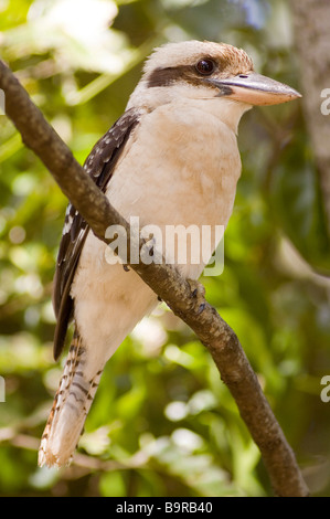 Laughing Kookaburra Dacelo novaeguineae) (perché dans un arbre à Airlie Beach, Queensland, Australie Banque D'Images