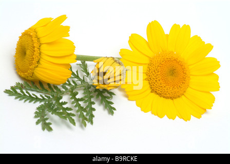 Blossom de la plante médicinale Färberkamille camomille jaune golden marguerite couleurs Anthemis tinctoria Banque D'Images