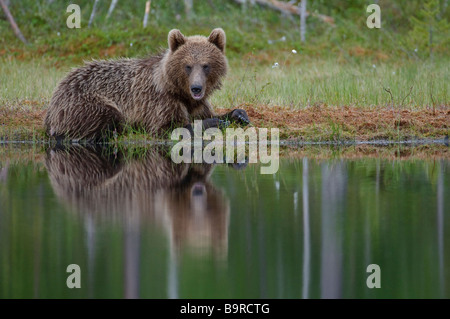 Ursus arctos Ours brun européen reposant par forest lake Finlande Banque D'Images