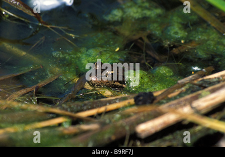 Espèces en Californie Grenouille à pattes rouges (Rana draytonii) dans le comté de San Mateo, Californie. Banque D'Images