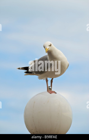 Seagull perché sur un front de streetlight, Eastbourne East Sussex Banque D'Images