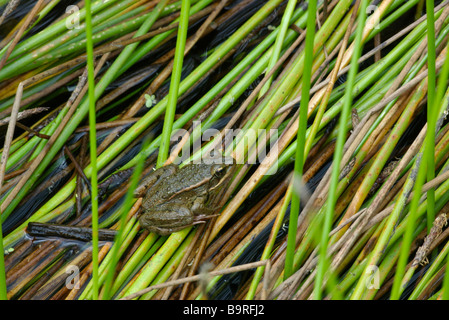 Espèces en Californie Grenouille à pattes rouges (Rana draytonii) dans le comté de San Mateo, Californie. Banque D'Images