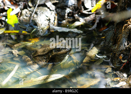 Espèces en Californie Grenouille à pattes rouges (Rana draytonii) dans le comté de San Mateo, Californie. Banque D'Images