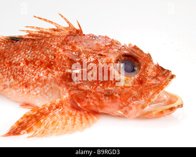 Gros plan d'une tête de poisson scorpion Banque D'Images