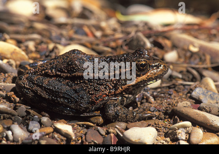 Espèces en Californie Grenouille à pattes rouges (Rana draytonii) dans le comté de San Mateo, Californie. Banque D'Images