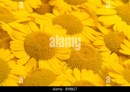 Blossom de la plante médicinale Färberkamille camomille jaune golden marguerite couleurs Anthemis tinctoria Banque D'Images