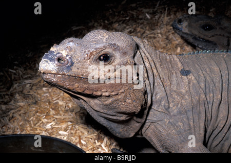 Iguane rhinocéros (Cyclura cornuta), S. Domingo, Iguanidae Banque D'Images