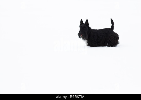 Scottish Terrier dans la neige Banque D'Images