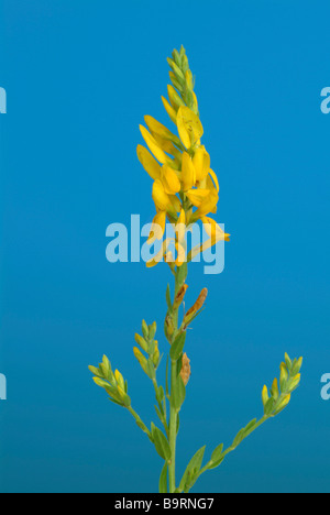 Blossom de la plante médicinale Ginster genista tinctoria genêt Banque D'Images