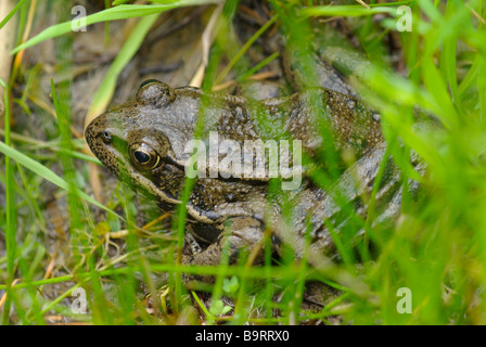 Espèces en Californie Grenouille à pattes rouges (Rana draytonii) dans le comté de San Mateo, Californie. Banque D'Images