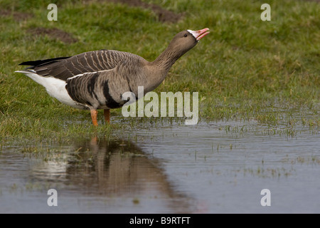 Canard l'Oie naine Anser albifrons Banque D'Images