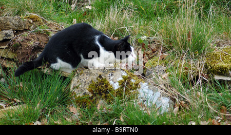 La chasse au chat pour les souris. Banque D'Images