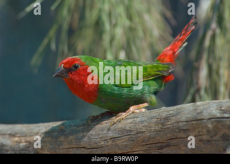 Perroquet à ventre rouge-finch 'Erythrura psittacea' Banque D'Images