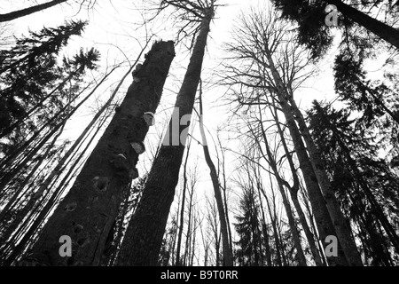 Forêt vierge Banque D'Images