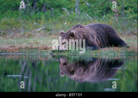 Ursus arctos Ours brun européen reposant par forest lake Finlande Banque D'Images