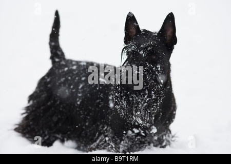 Scottish Terrier dans la neige Banque D'Images