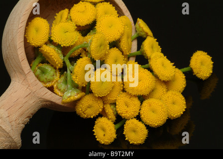 Plantes médicinales Tancy Rainfarn Tanecetum vulgare Banque D'Images