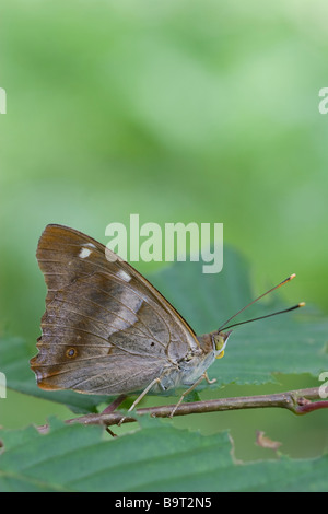 Petit pourpre Emporer (Apatura iris Hongrie Banque D'Images