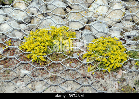 Les fleurs jaunes de mordre Stonecrop Sedum acre () Banque D'Images