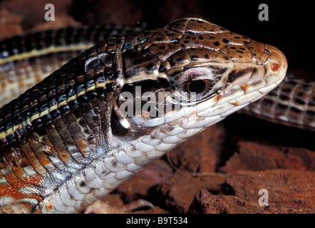 Lézard plaqué noir bordée, Gerrhosaurus nigrolineatus, Gerrhosauridae, Afrique Banque D'Images