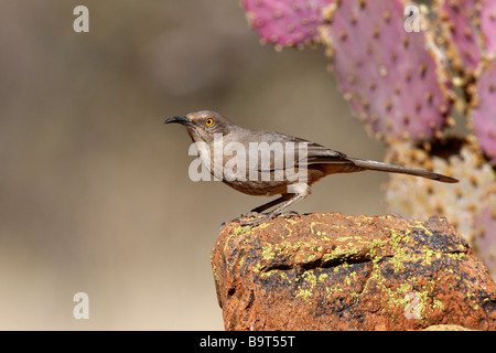 Thrasher Toxostoma curvirostre bec courbe Arizona USA winter Banque D'Images