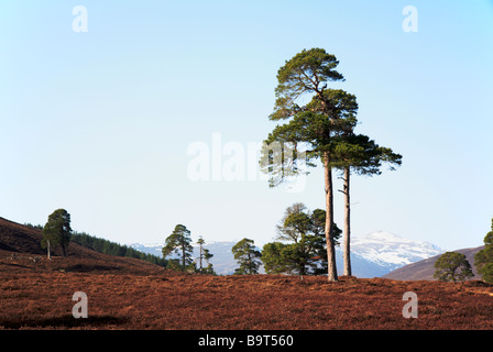Pins sylvestres dans Glen Lui, près de Braemar, l'Aberdeenshire, au Royaume-Uni, avec des sommets enneigés des montagnes Cairngorm en arrière-plan. Banque D'Images