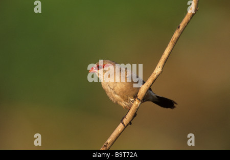 Croupion NOIR WAXBILL (Estrilda troglodytes) de la Gambie. L'Afrique de l'Ouest Banque D'Images