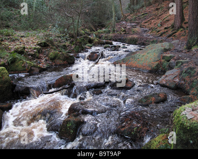 Couleurs d'hiver tamisée avec cours d'eau forestiers sur les rochers au-dessous dans Wyming Brook Sentier Nature Reserve Banque D'Images