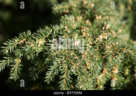 English If, Taxus baccata, Taxaceae, l'Europe centrale Banque D'Images