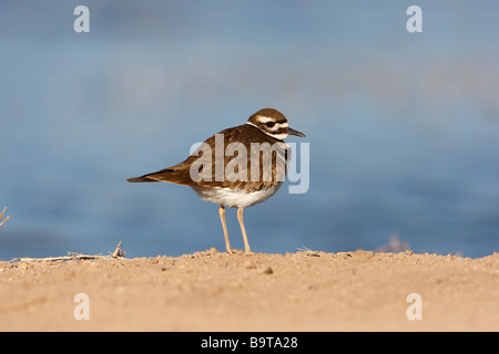 Le Pluvier kildir Charadrius vociferus Nouveau Mexique USA winter Banque D'Images