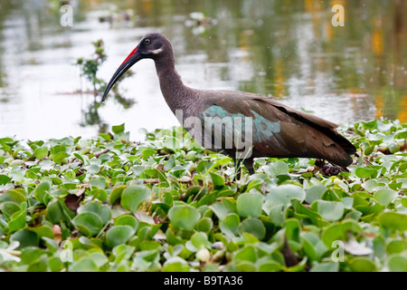 Ibis hagedash se nourrir dans le lac Naivasha Banque D'Images