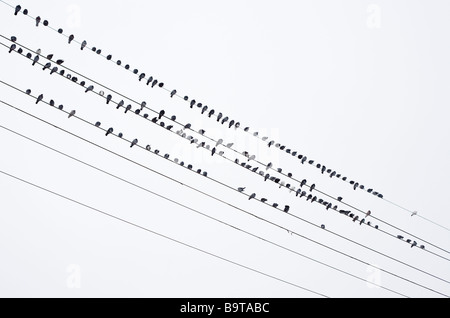 Les oiseaux sur les fils. Un grand troupeau d'oiseaux sombres disposées en quatre rangées laissant trois fils libre d'oiseaux. Ottawa, Ontario, Canada Banque D'Images