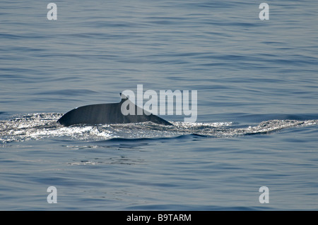 Rorqual commun Balaenoptera physalus qui souffle sur la surface de la mer dans le sud du golfe de Gascogne Septembre Banque D'Images