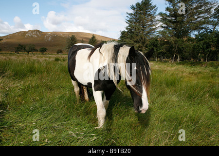 Horse (Tinker) dans les prairies, comté de Donegal, en République d'Irlande. Banque D'Images