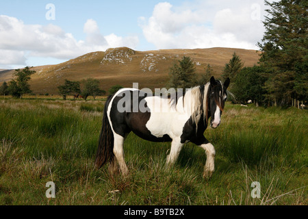 Horse (Tinker) dans les prairies, comté de Donegal, en République d'Irlande. Banque D'Images