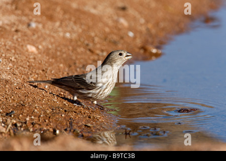 Roselin familier Carpodacus mexicanus femme hiver Arizona USA Banque D'Images