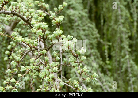 Bleu pleureur Cèdre de l'Atlas (Cedrus atlantica) Banque D'Images