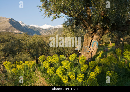 Printemps fleurs sauvages parmi les oliviers avec Taygète Messinian Mani montagnes en arrière-plan, le sud du Péloponnèse, Grèce Banque D'Images