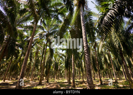 Rangées de palmiers africains (Elaeis guineensis) à une plantation de palmiers à huile ferme au Costa Rica. Banque D'Images