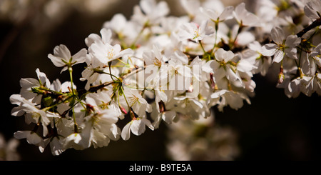 Cerisiers en fleurs Banque D'Images